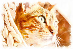 تابلو نقاشی دیجیتال گربه خانگی